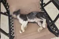 Residents alarmed after aggressive dogs kill ten cats in Lanzarote town
